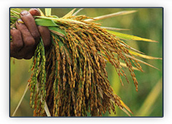 Agri Based Products